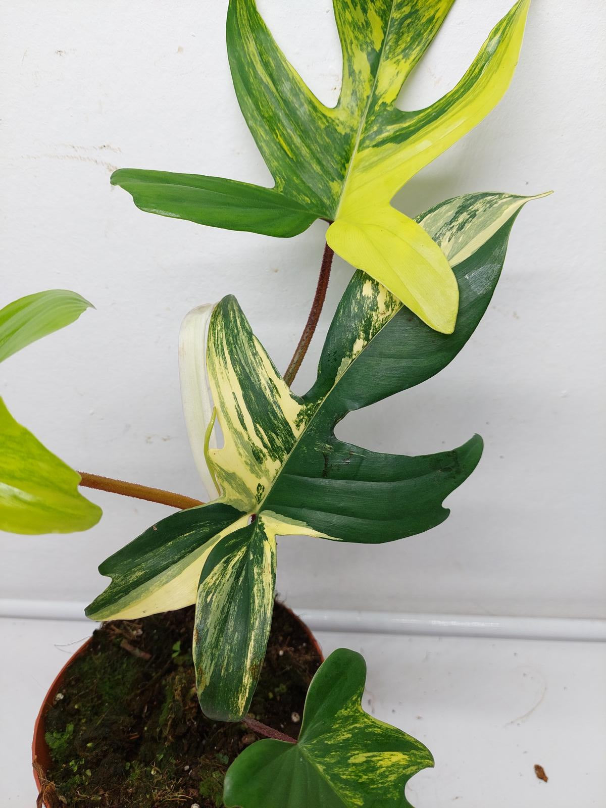 Philodendron Florida Beauty