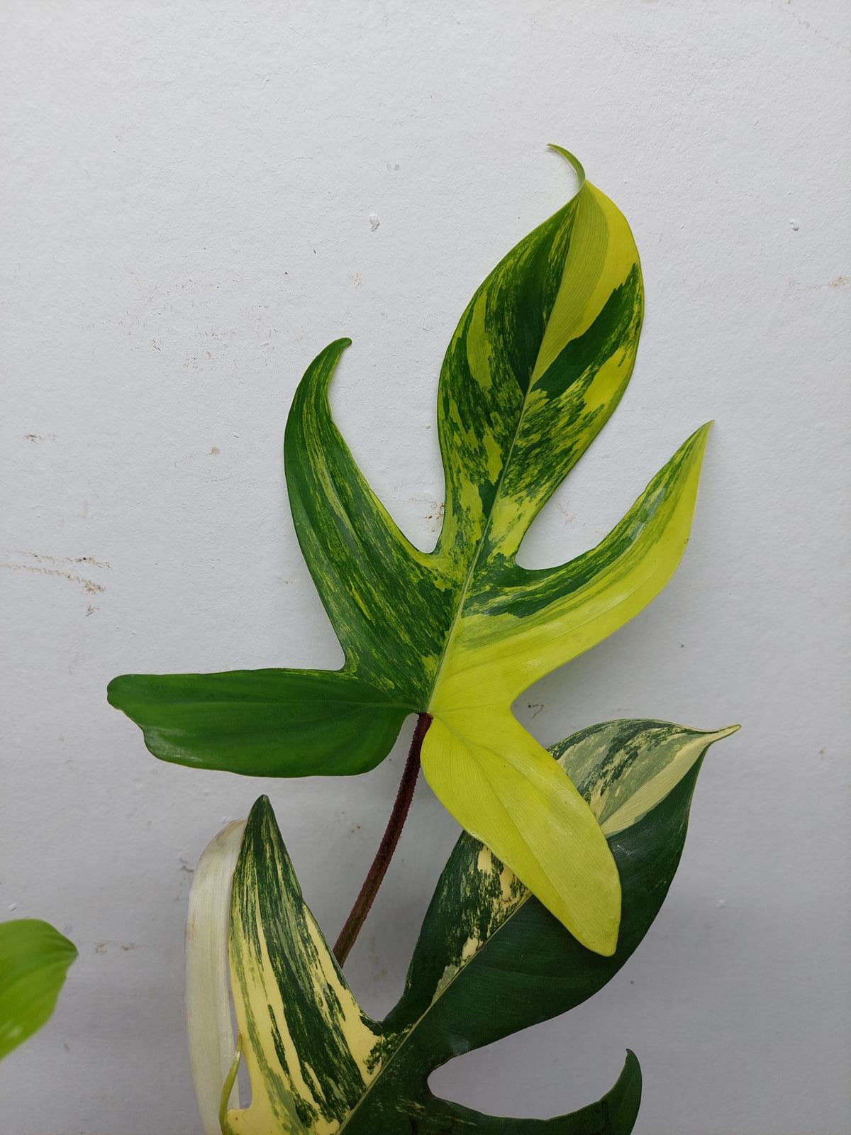 Philodendron Florida Beauty