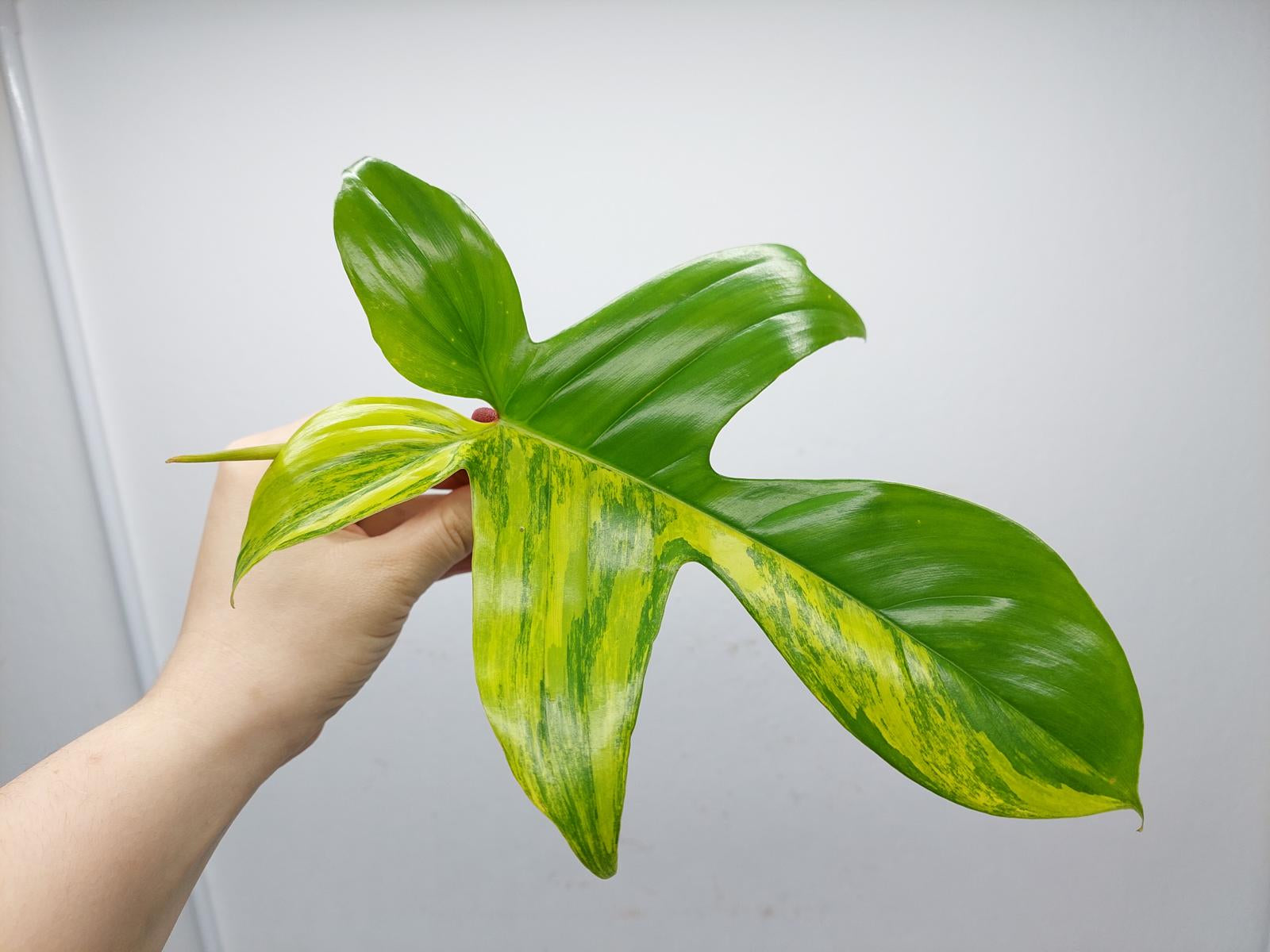 Philodendron Florida Beauty Steckling