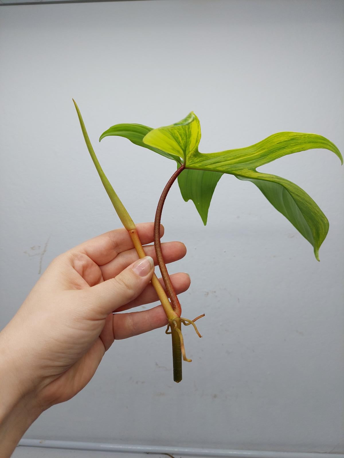 Philodendron Florida Beauty Steckling