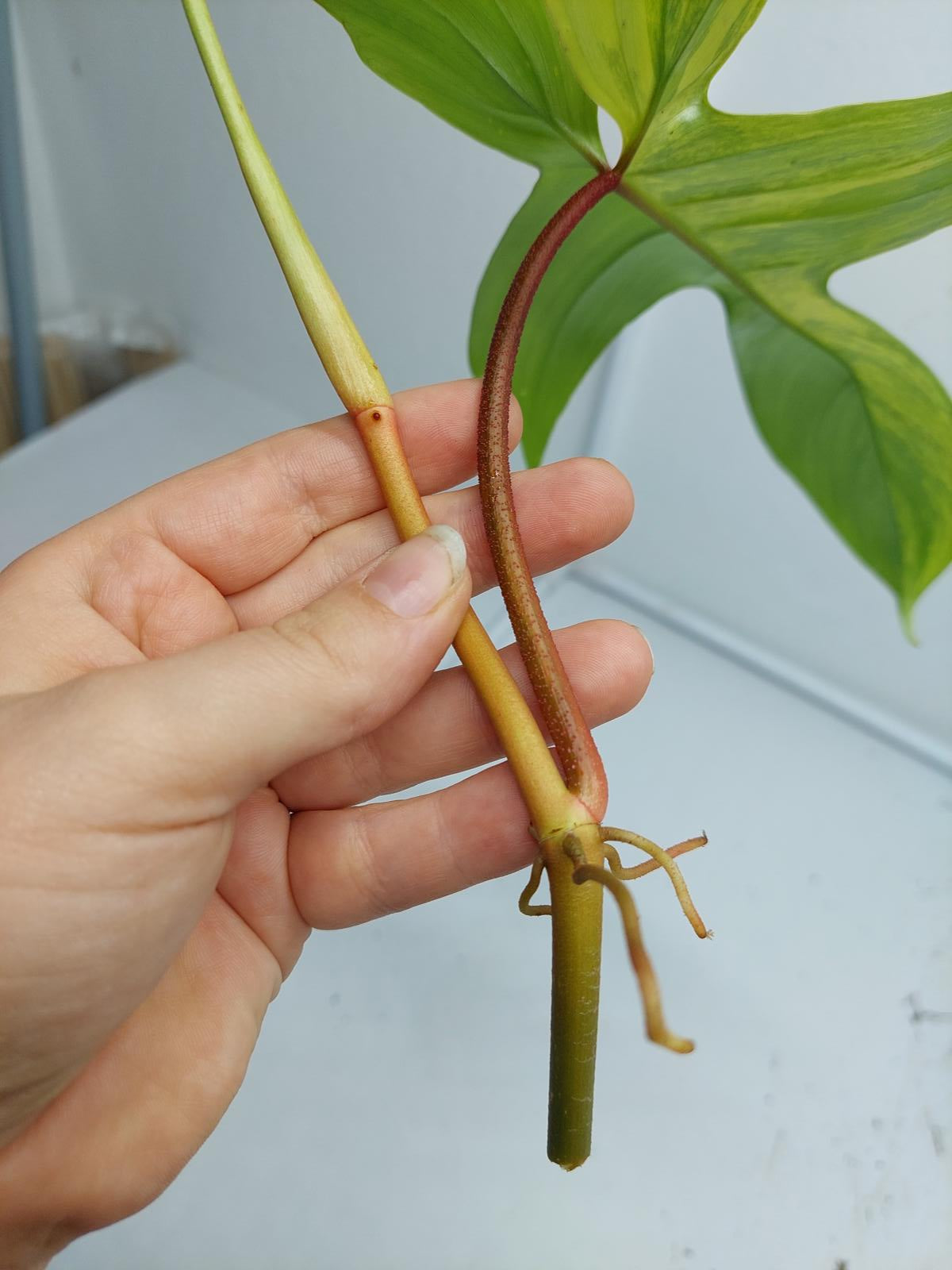 Philodendron Florida Beauty Steckling