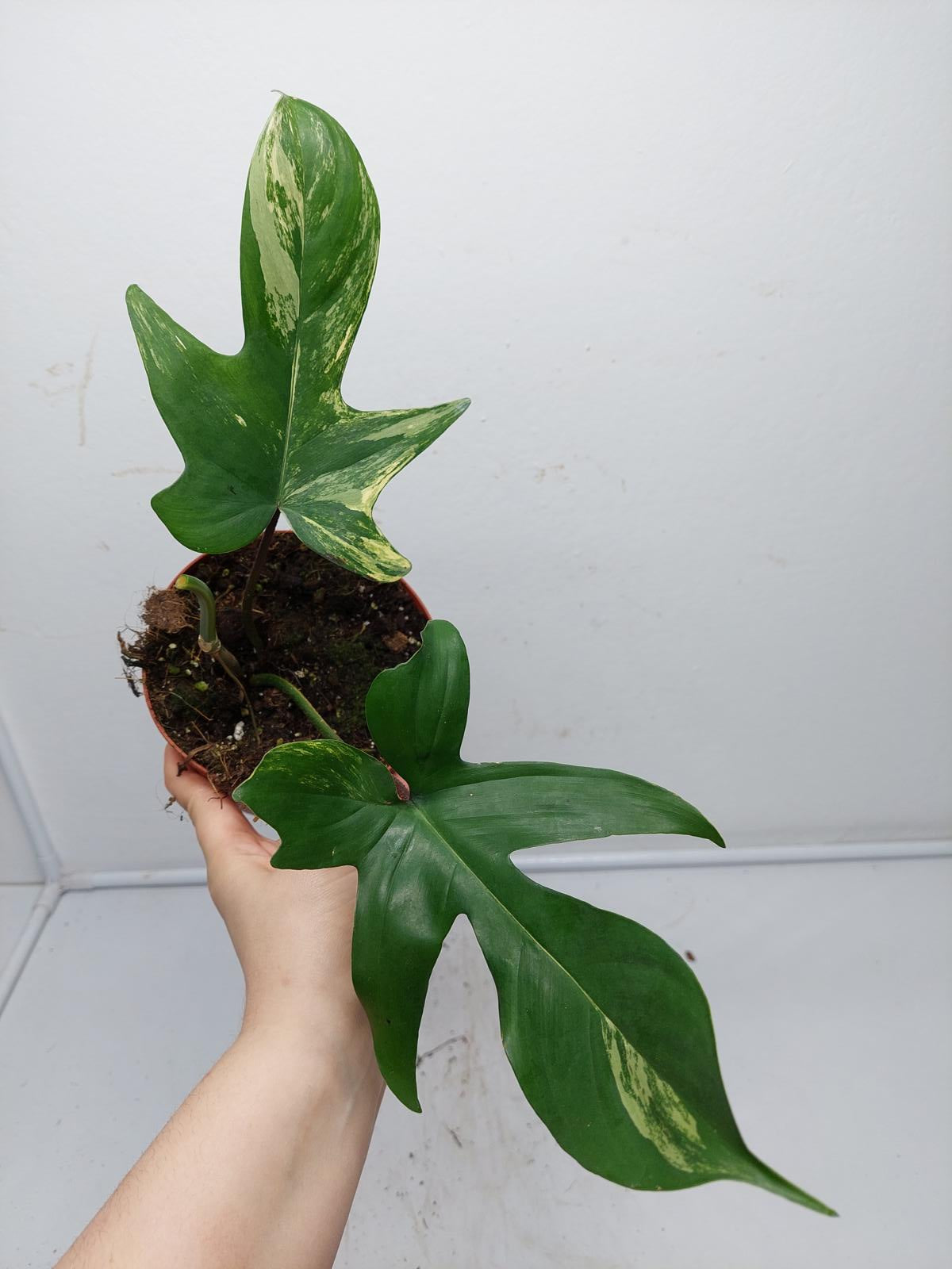 Philodendron Florida Beauty Steckling