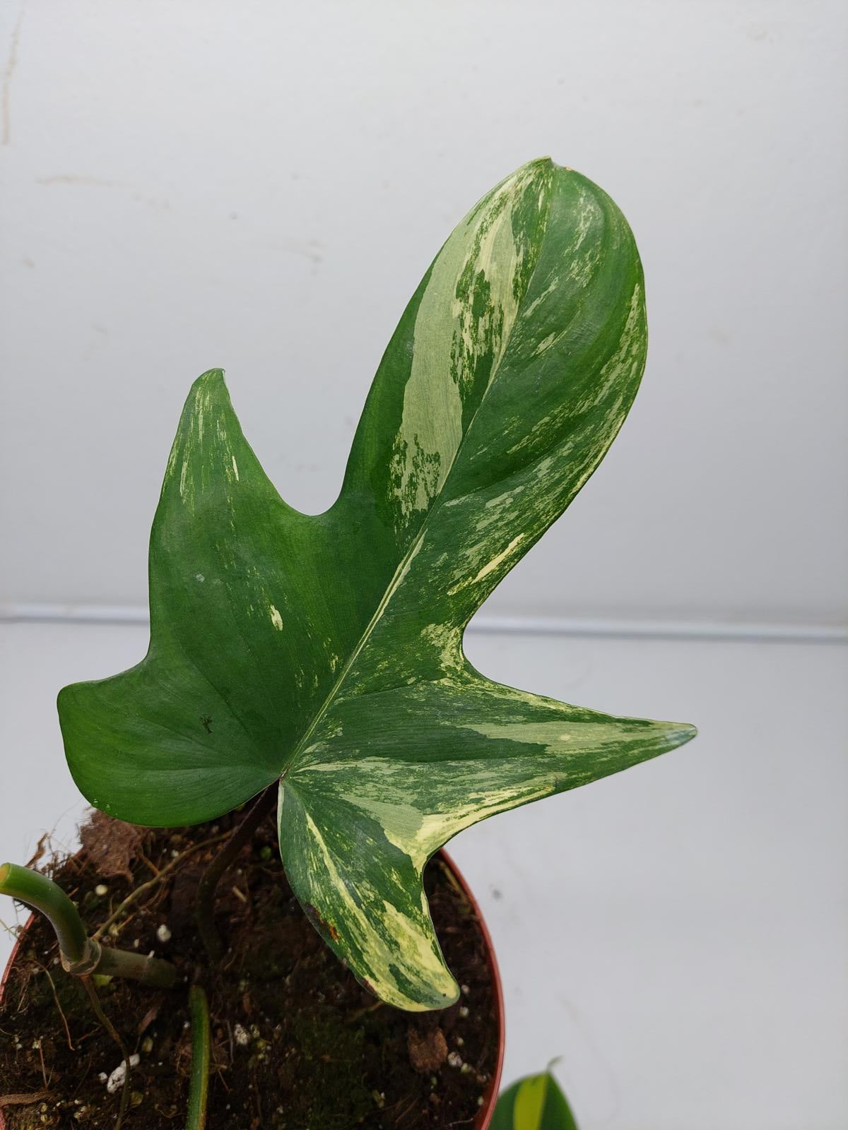 Philodendron Florida Beauty Steckling