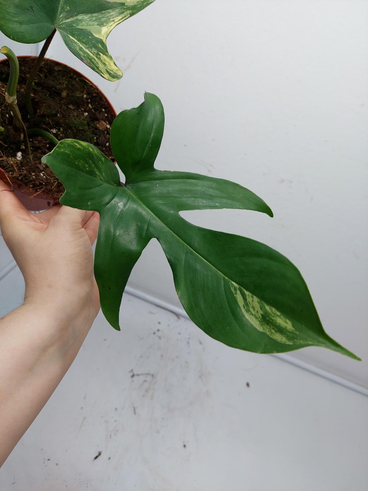 Philodendron Florida Beauty Steckling