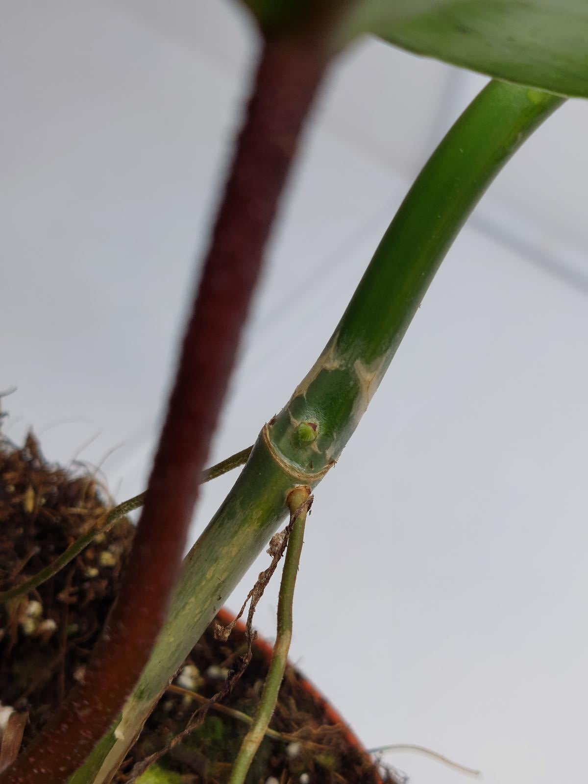 Philodendron Florida Beauty Steckling