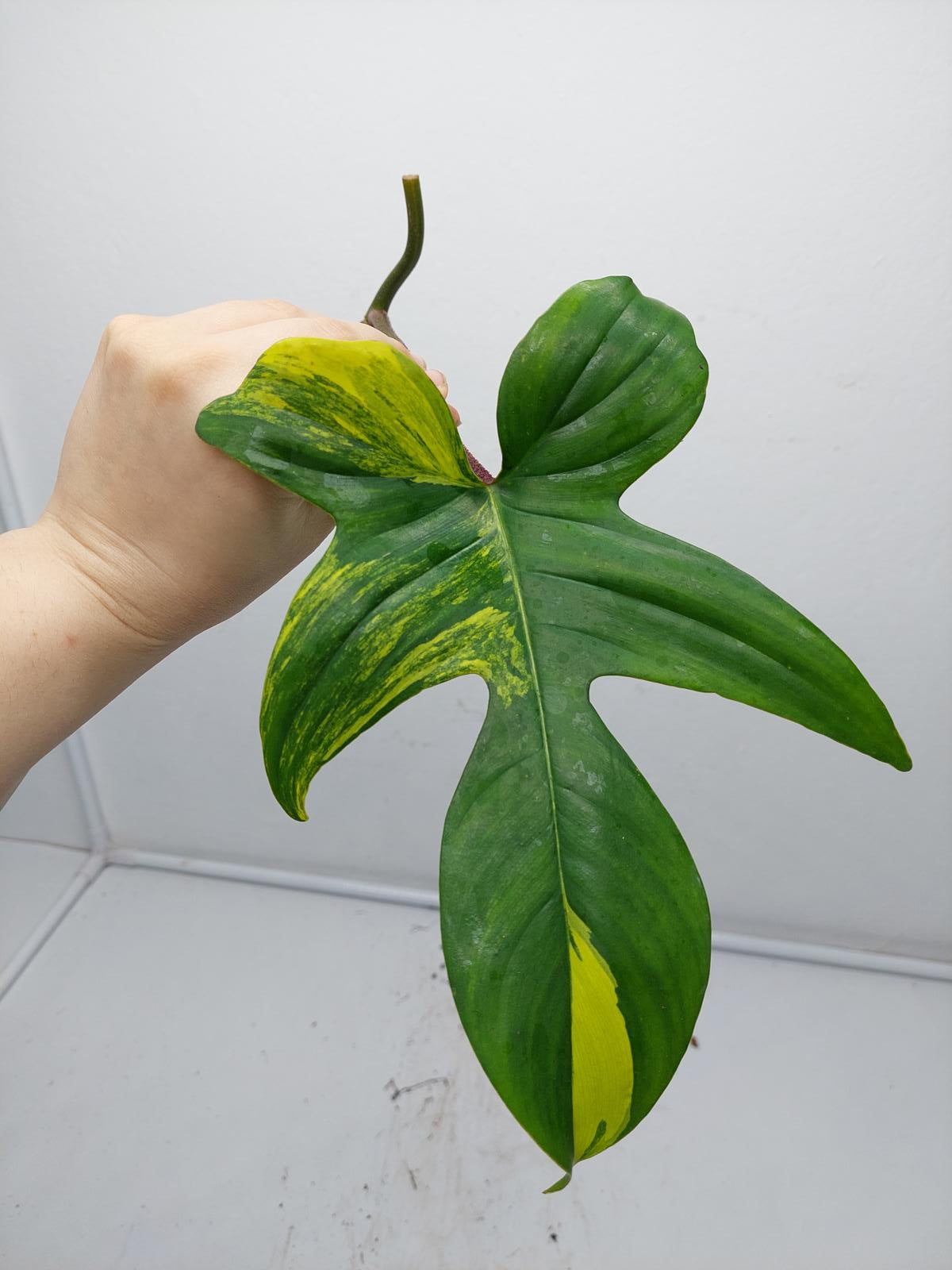 Philodendron Florida Beauty Steckling