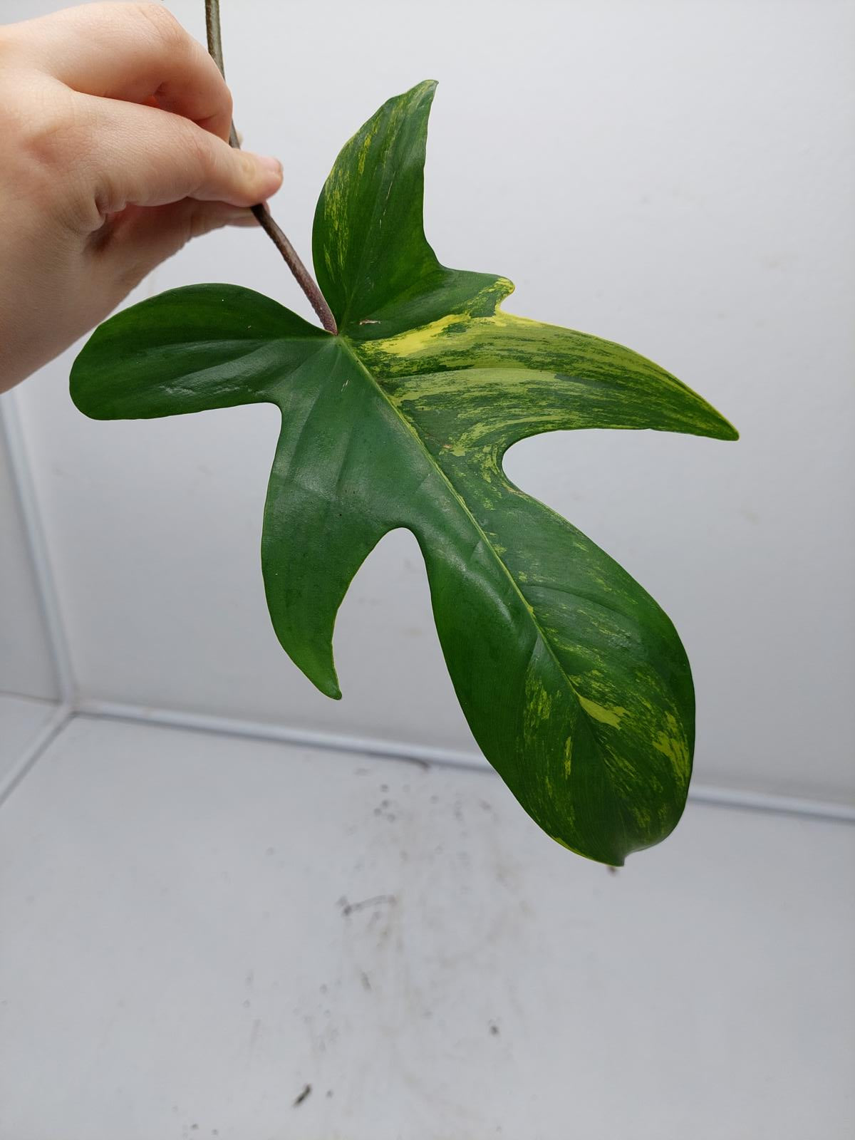 Philodendron Florida Beauty Steckling