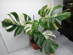 Monstera Variegata Adult