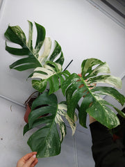 Monstera Variegata Adult