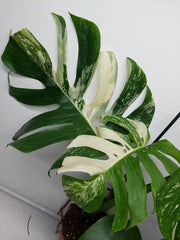 Monstera Variegata Adult