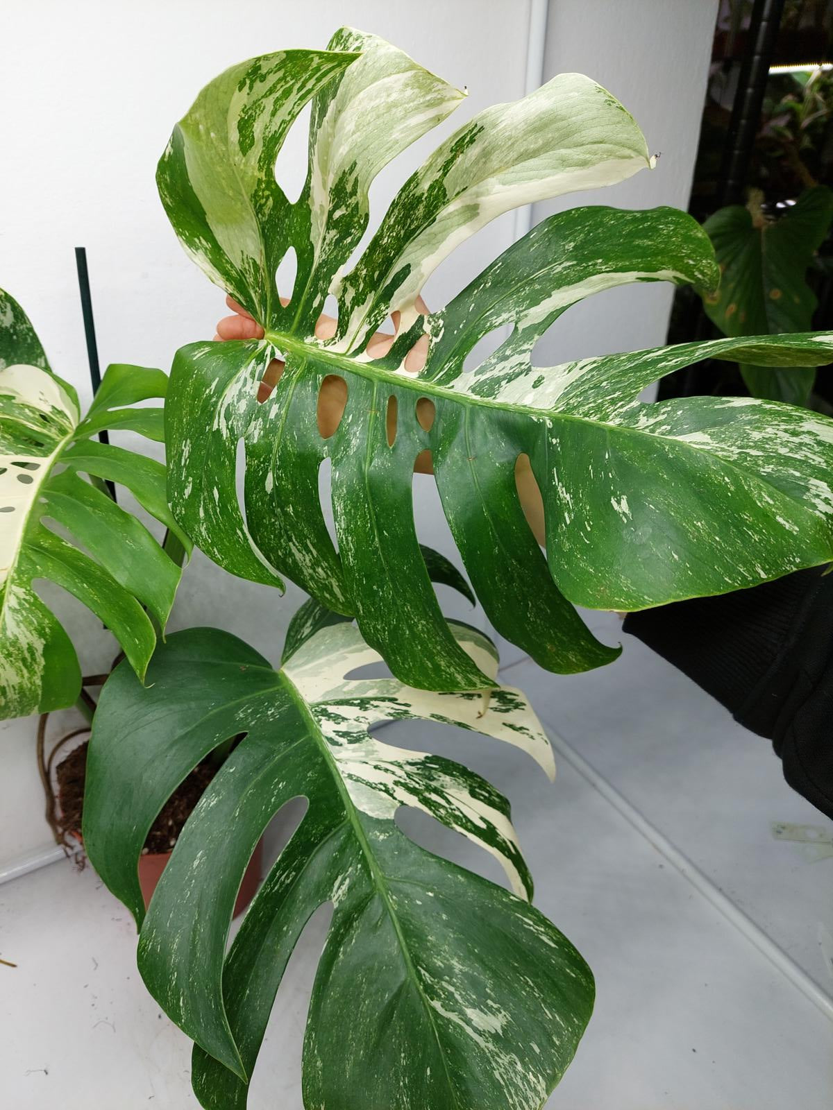 Monstera Variegata Adult