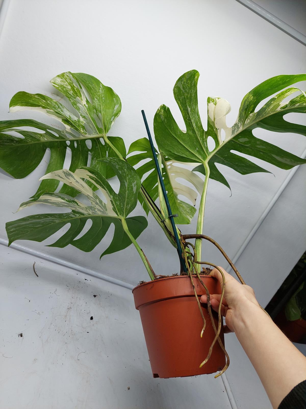 Monstera Variegata Adult