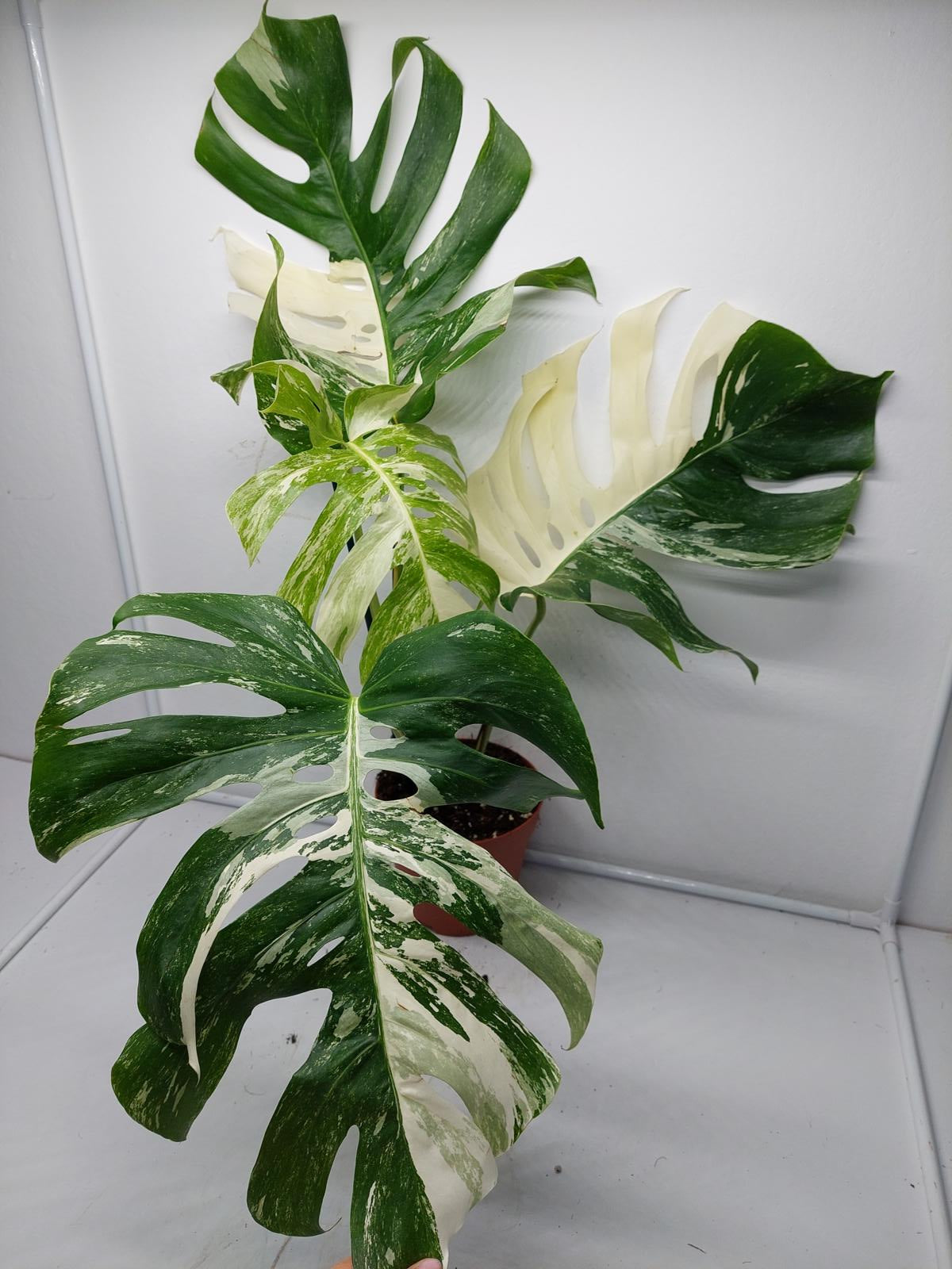 Monstera Variegata Adult