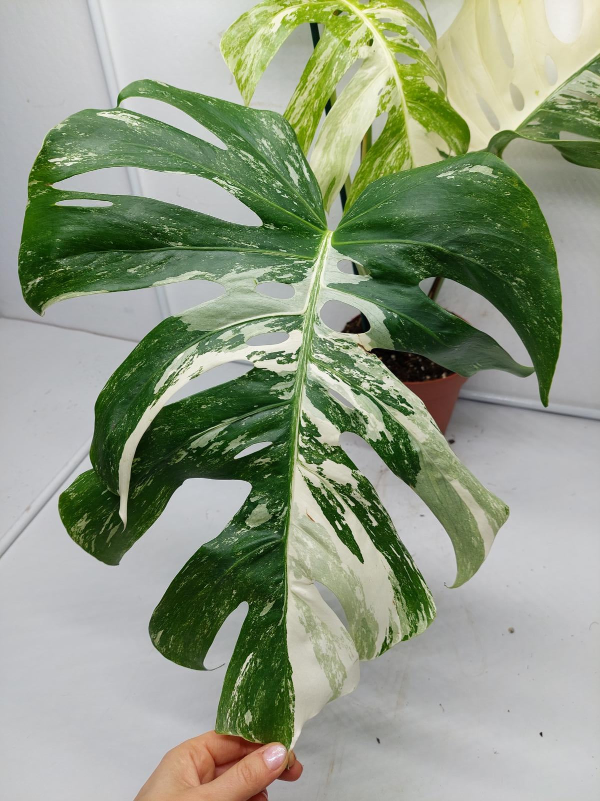 Monstera Variegata Adult