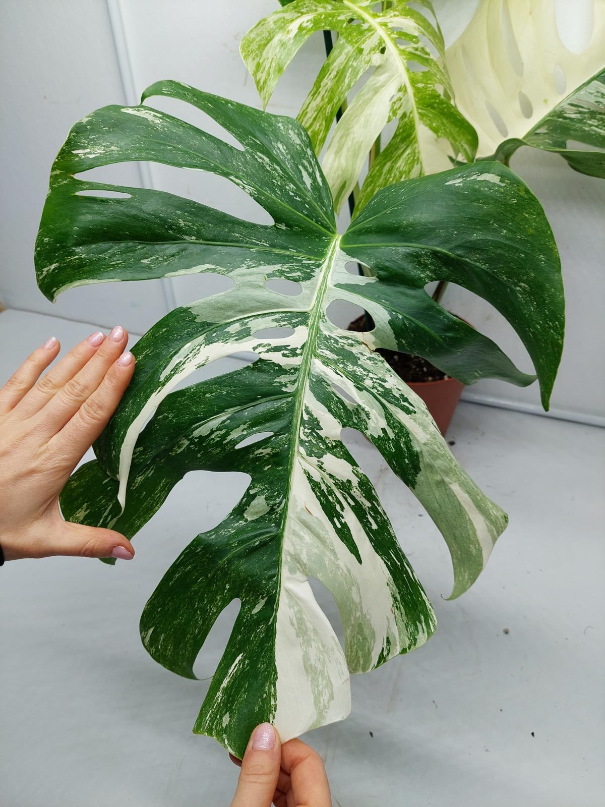 Monstera Variegata Adult