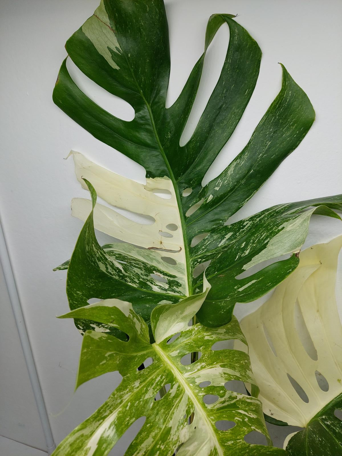 Monstera Variegata Adult