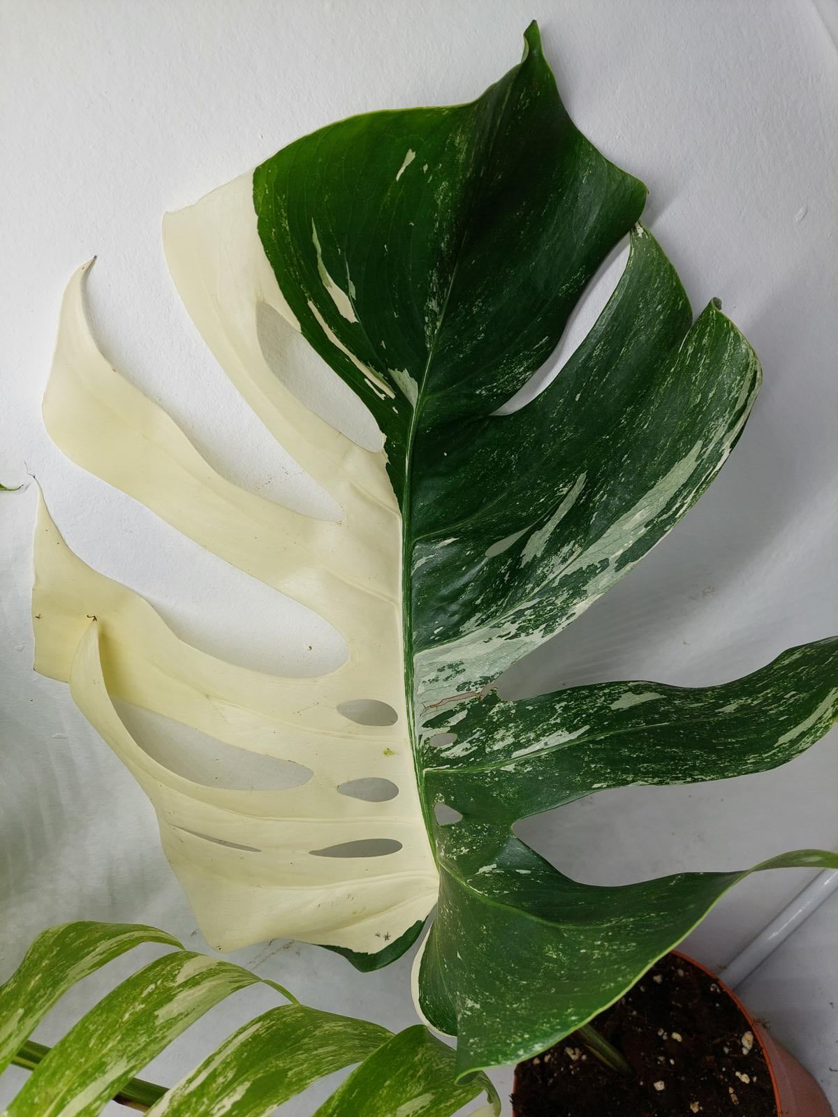 Monstera Variegata Adult