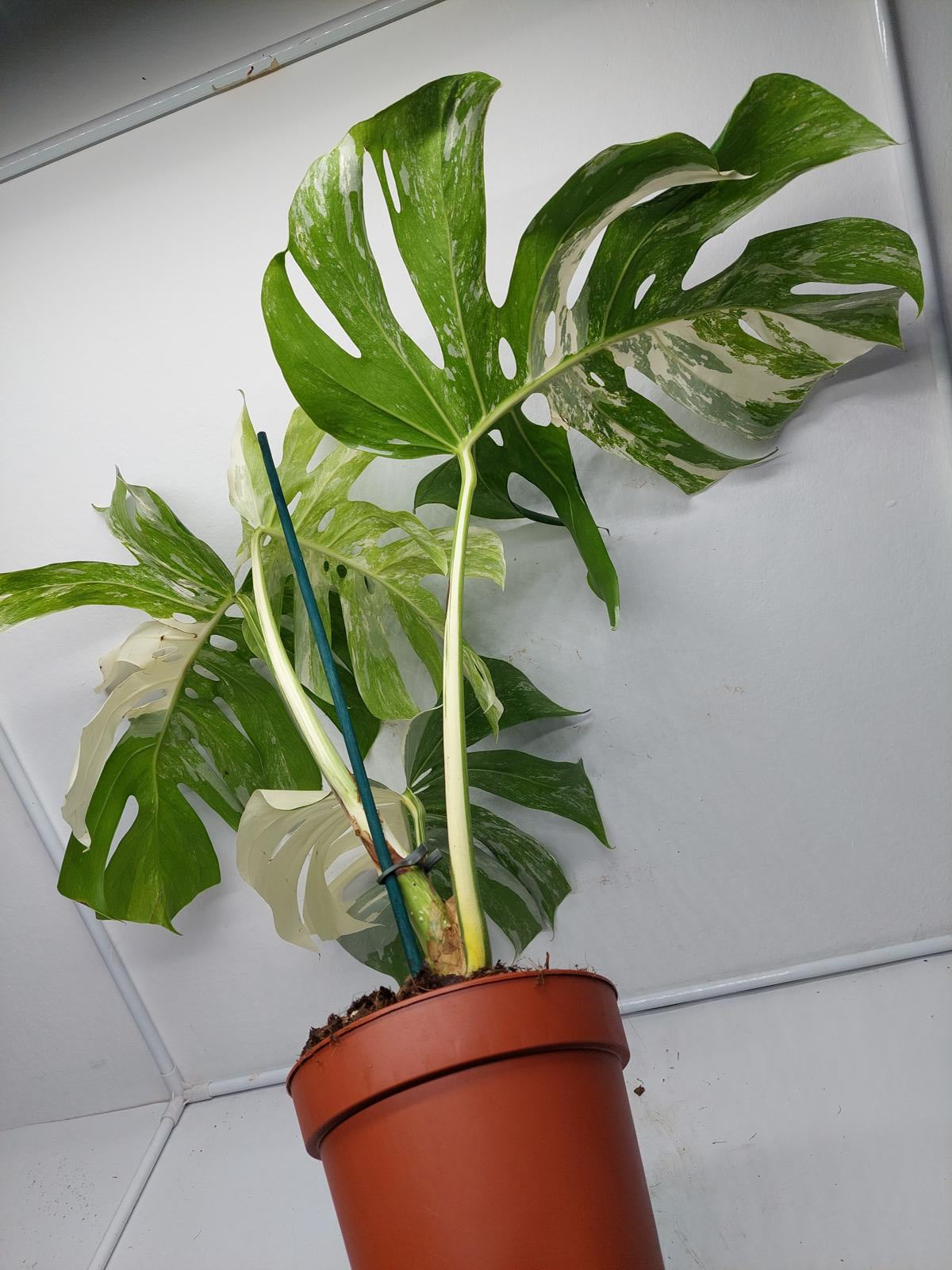 Monstera Variegata Adult