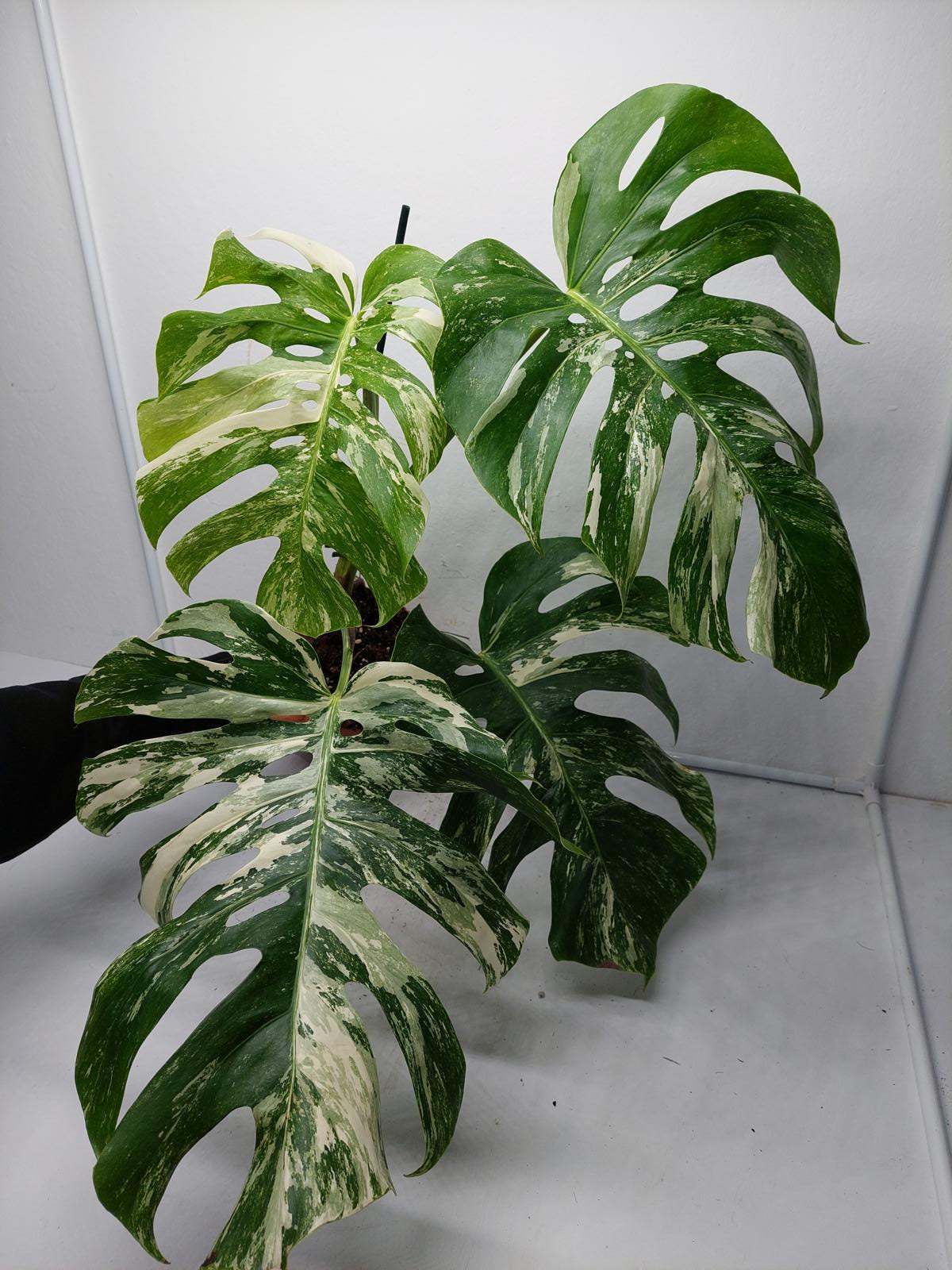 Monstera Variegata Adult