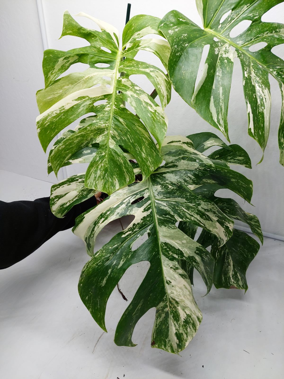 Monstera Variegata Adult