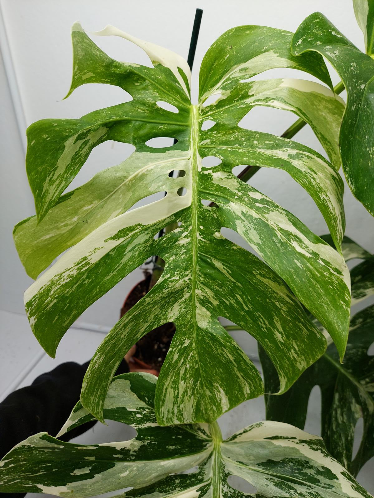 Monstera Variegata Adult