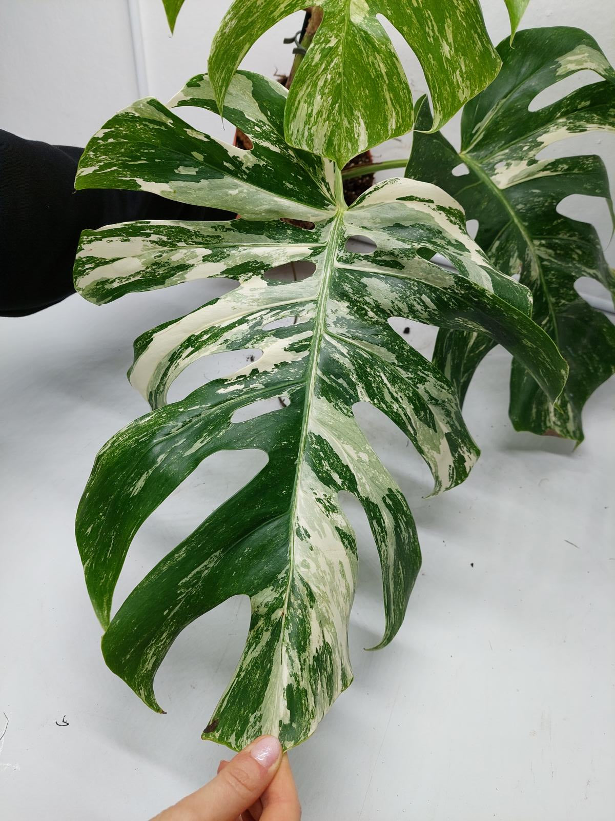 Monstera Variegata Adult