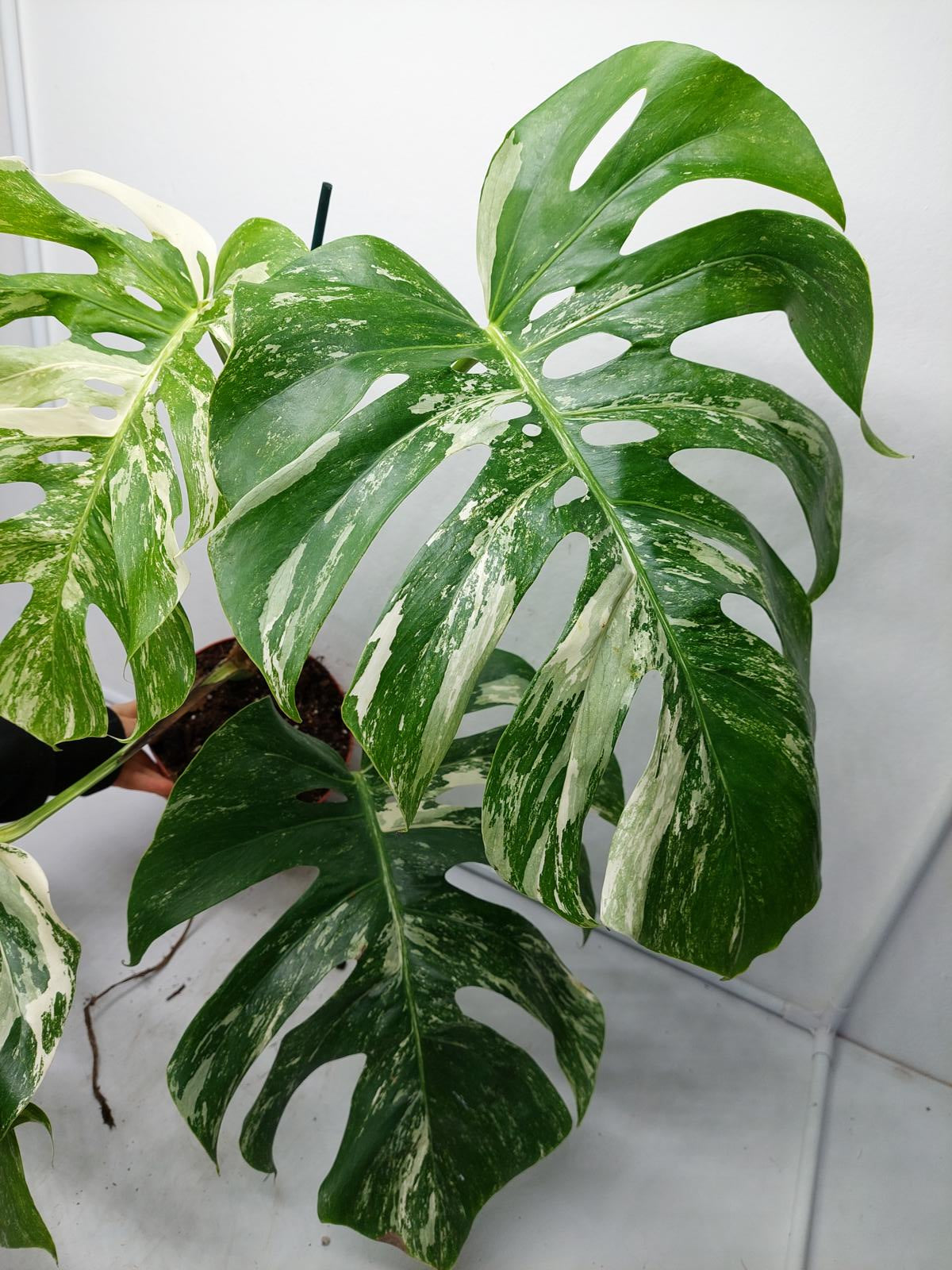 Monstera Variegata Adult