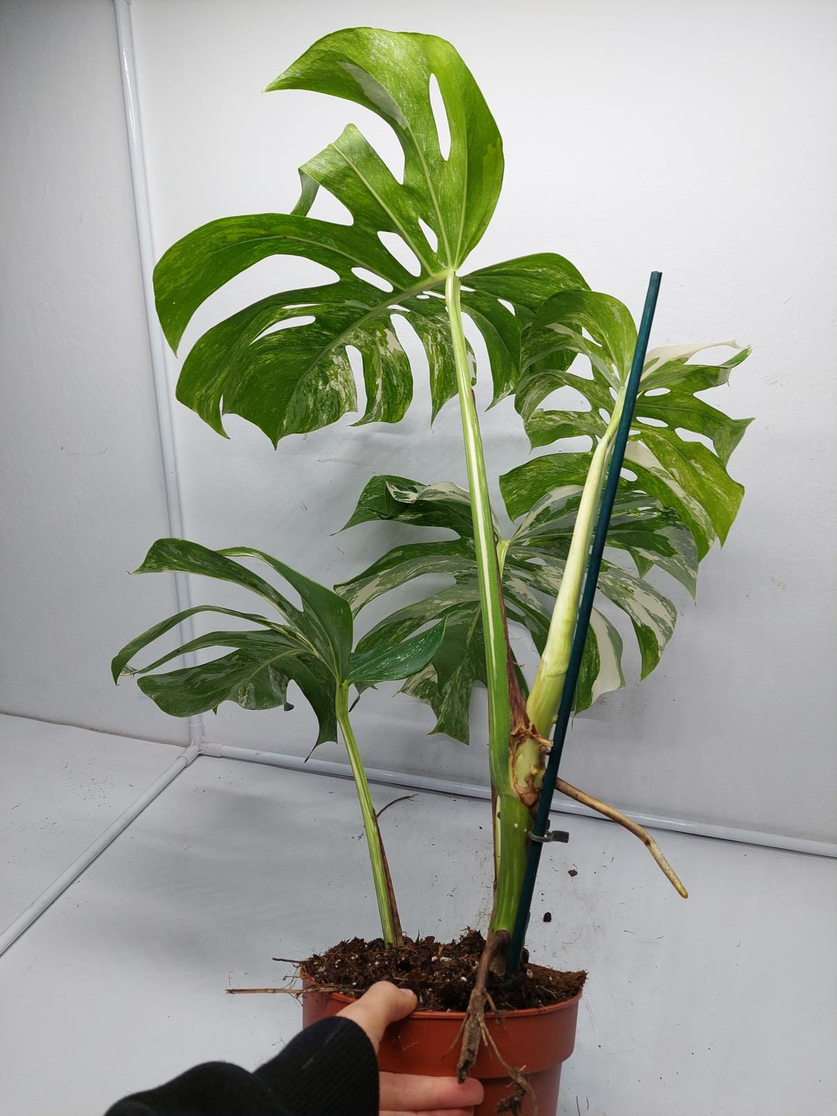 Monstera Variegata Adult