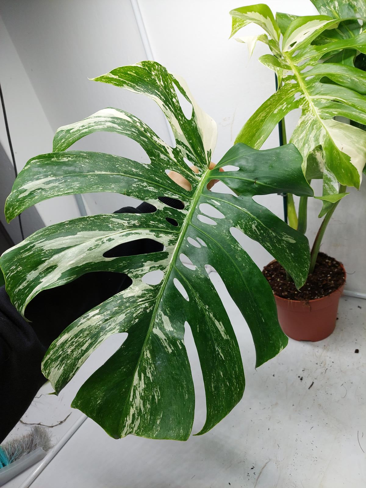 Monstera Variegata Adult