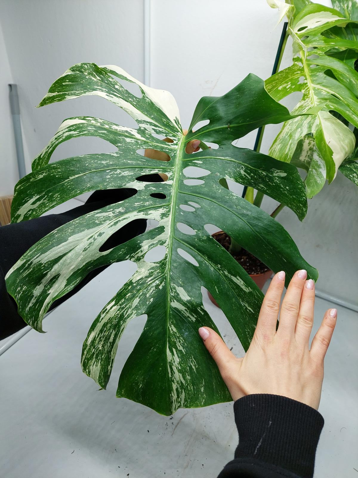 Monstera Variegata Adult