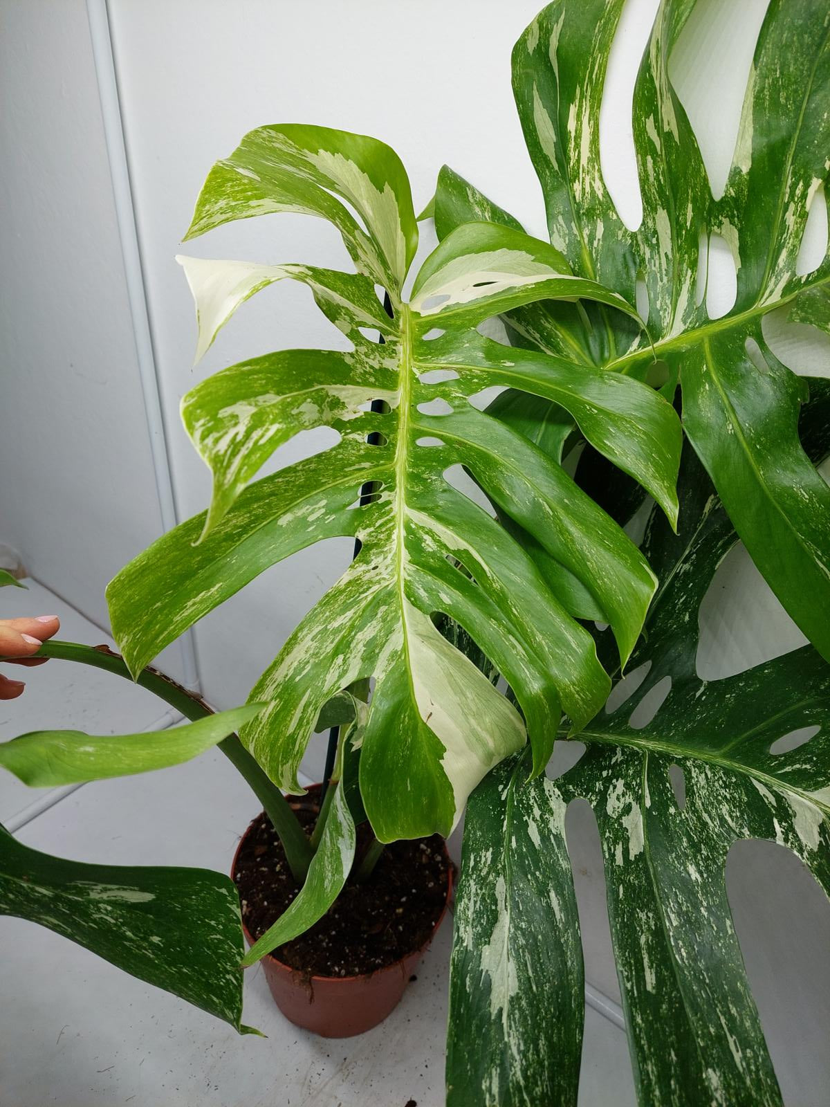 Monstera Variegata Adult