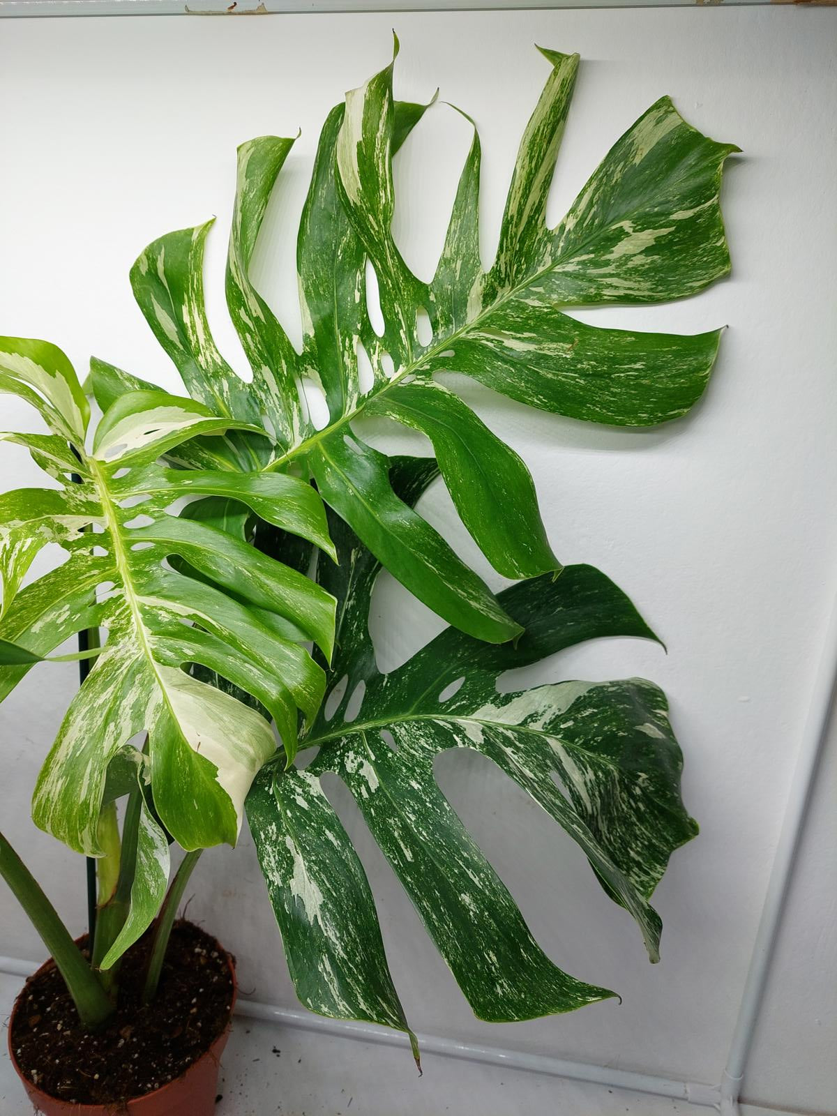 Monstera Variegata Adult