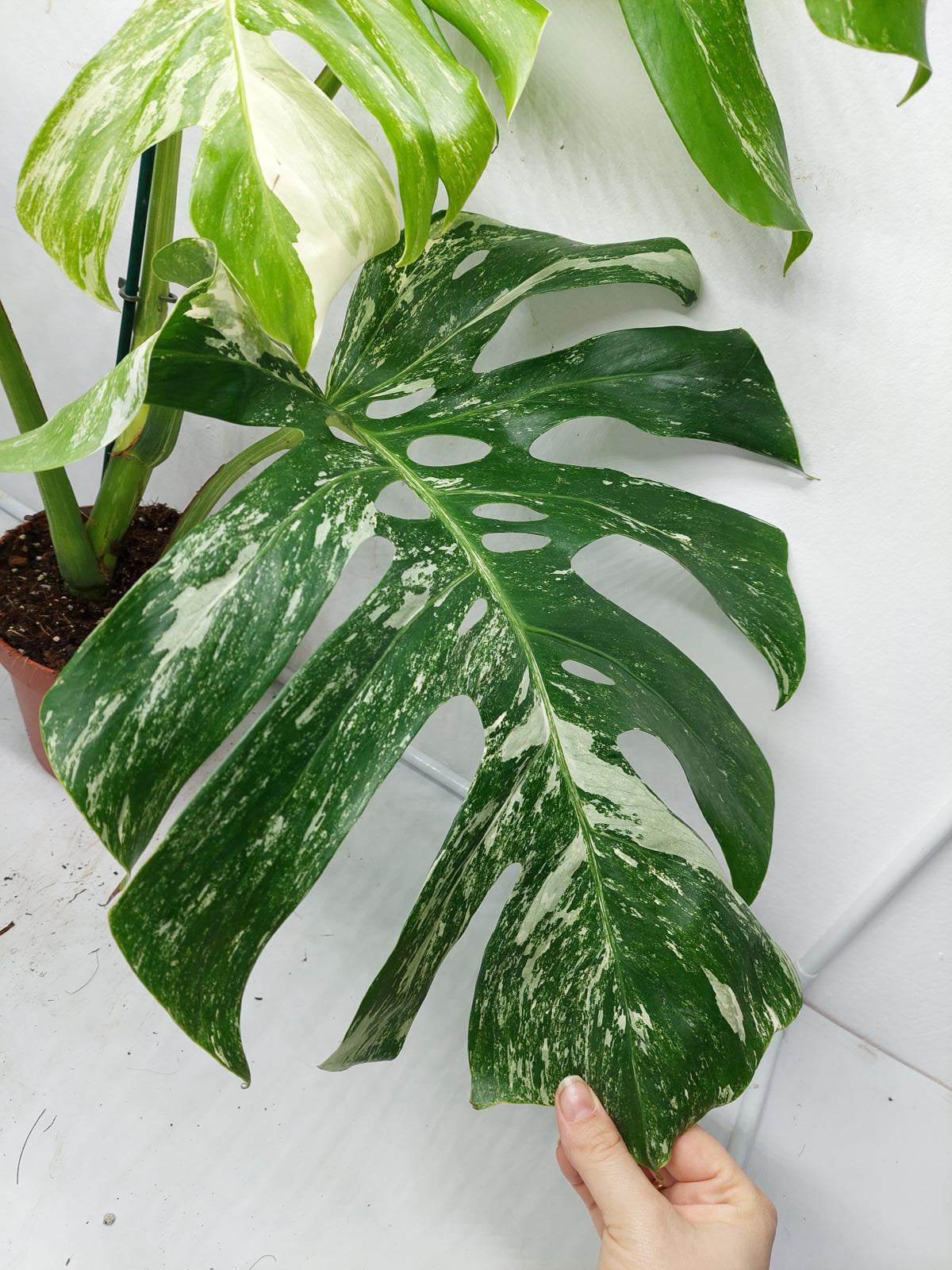 Monstera Variegata Adult