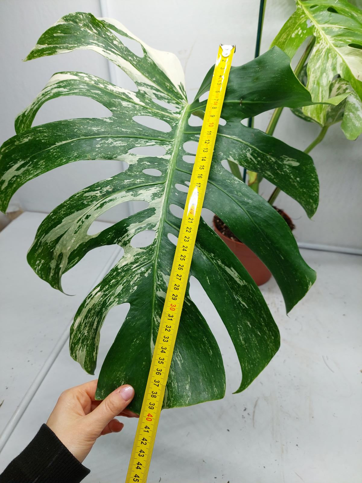 Monstera Variegata Adult