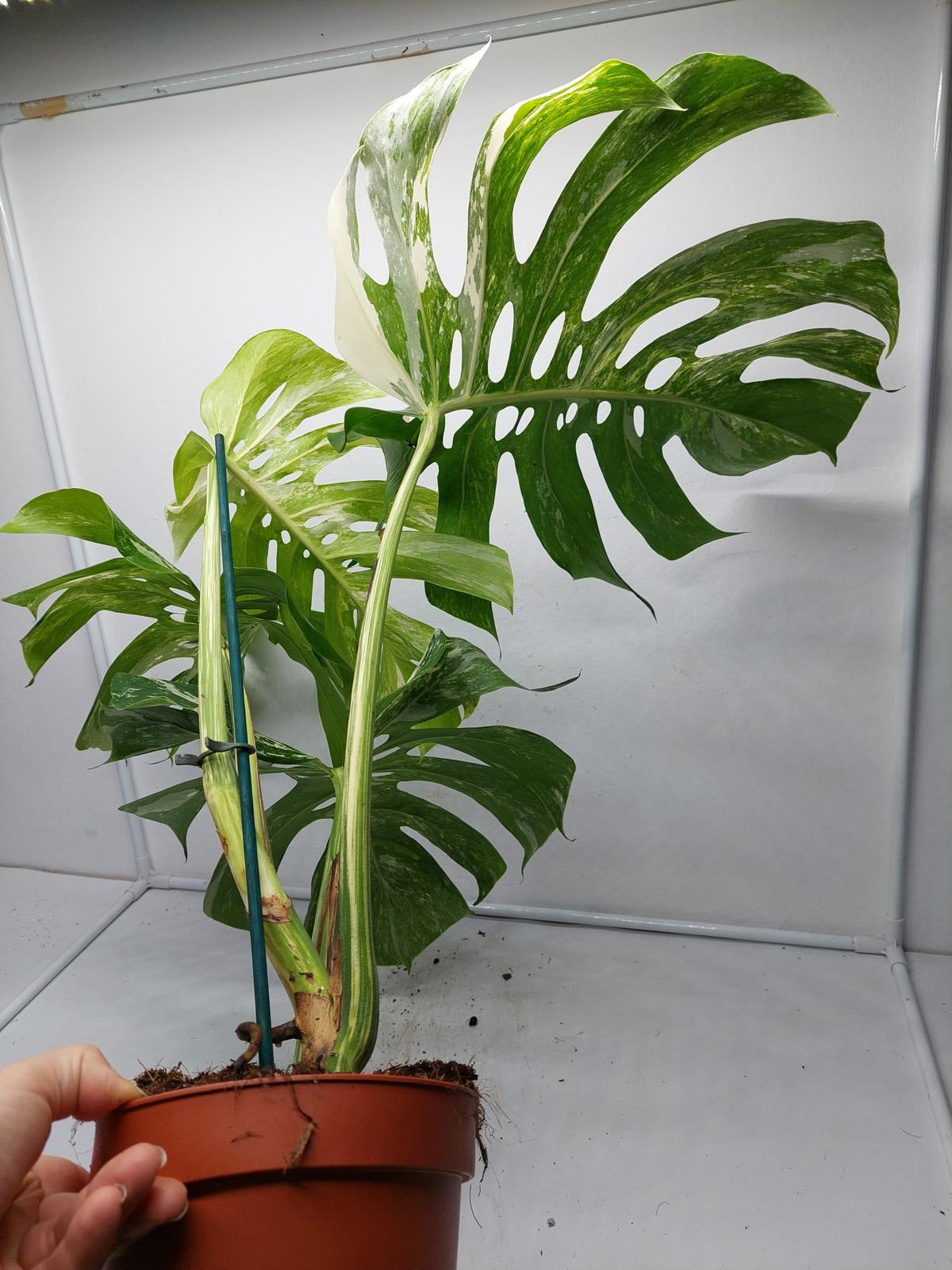 Monstera Variegata Adult