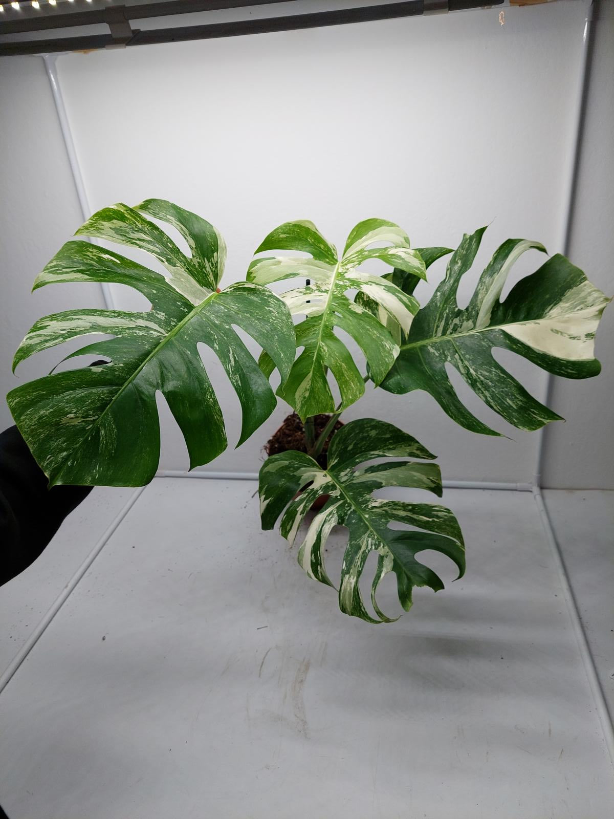 Monstera Variegata Adult