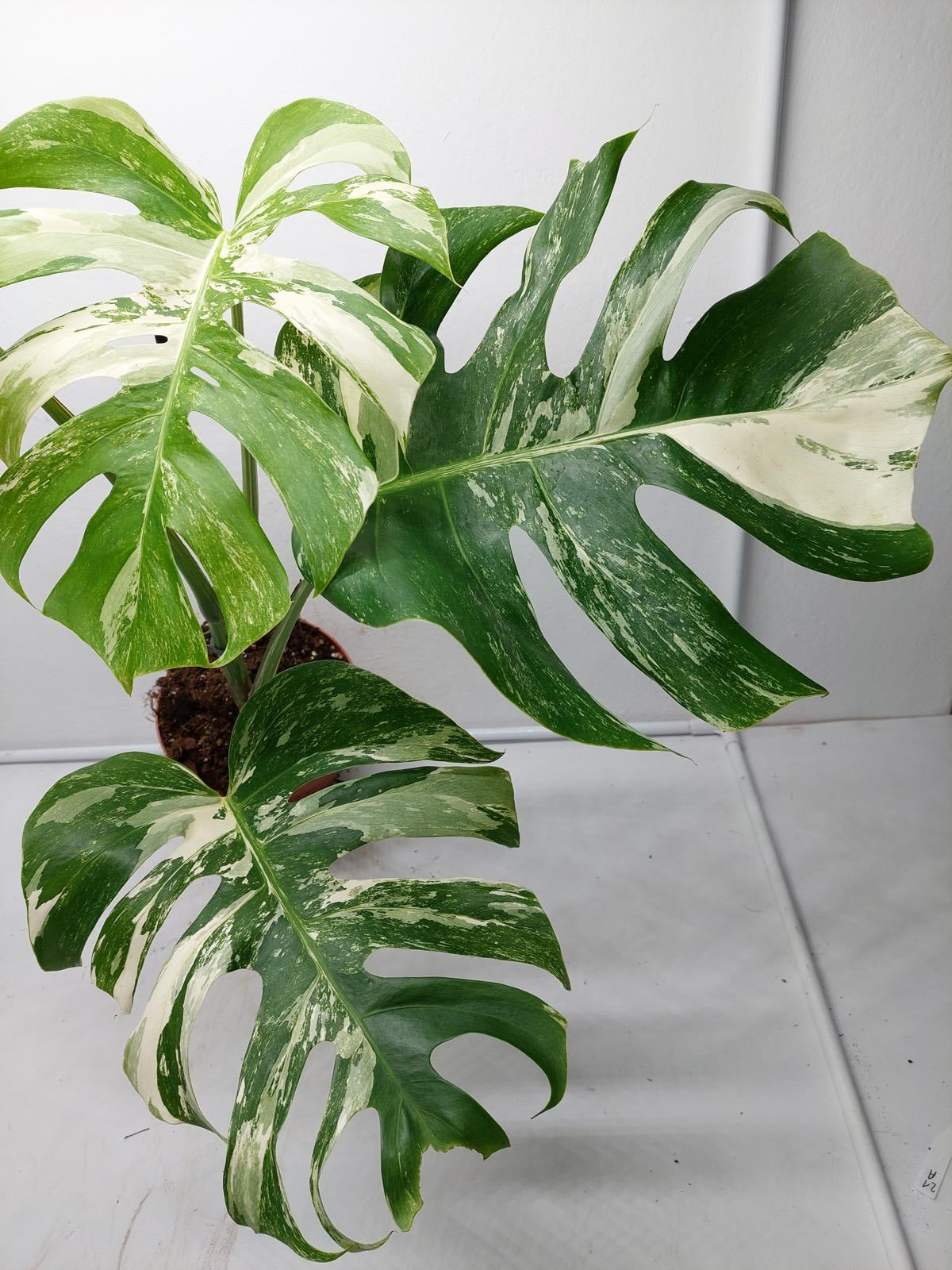 Monstera Variegata Adult