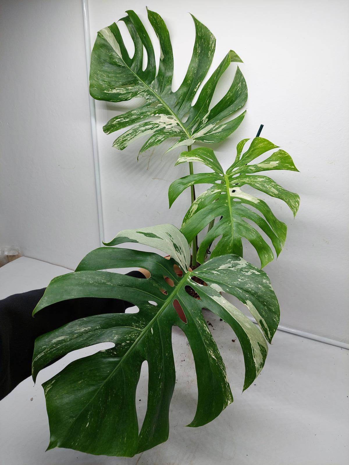 Monstera Variegata Adult