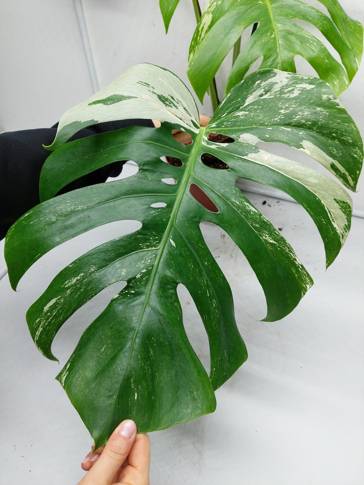 Monstera Variegata Adult