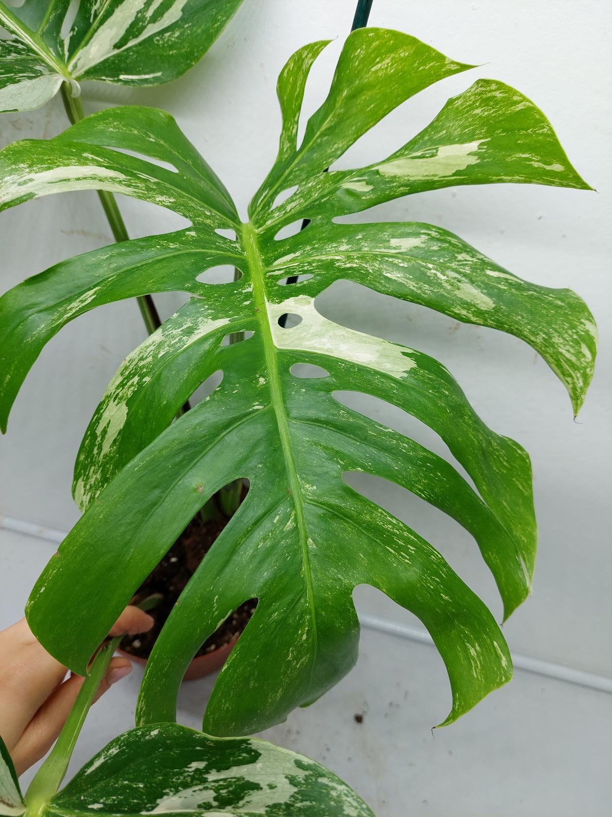 Monstera Variegata Adult