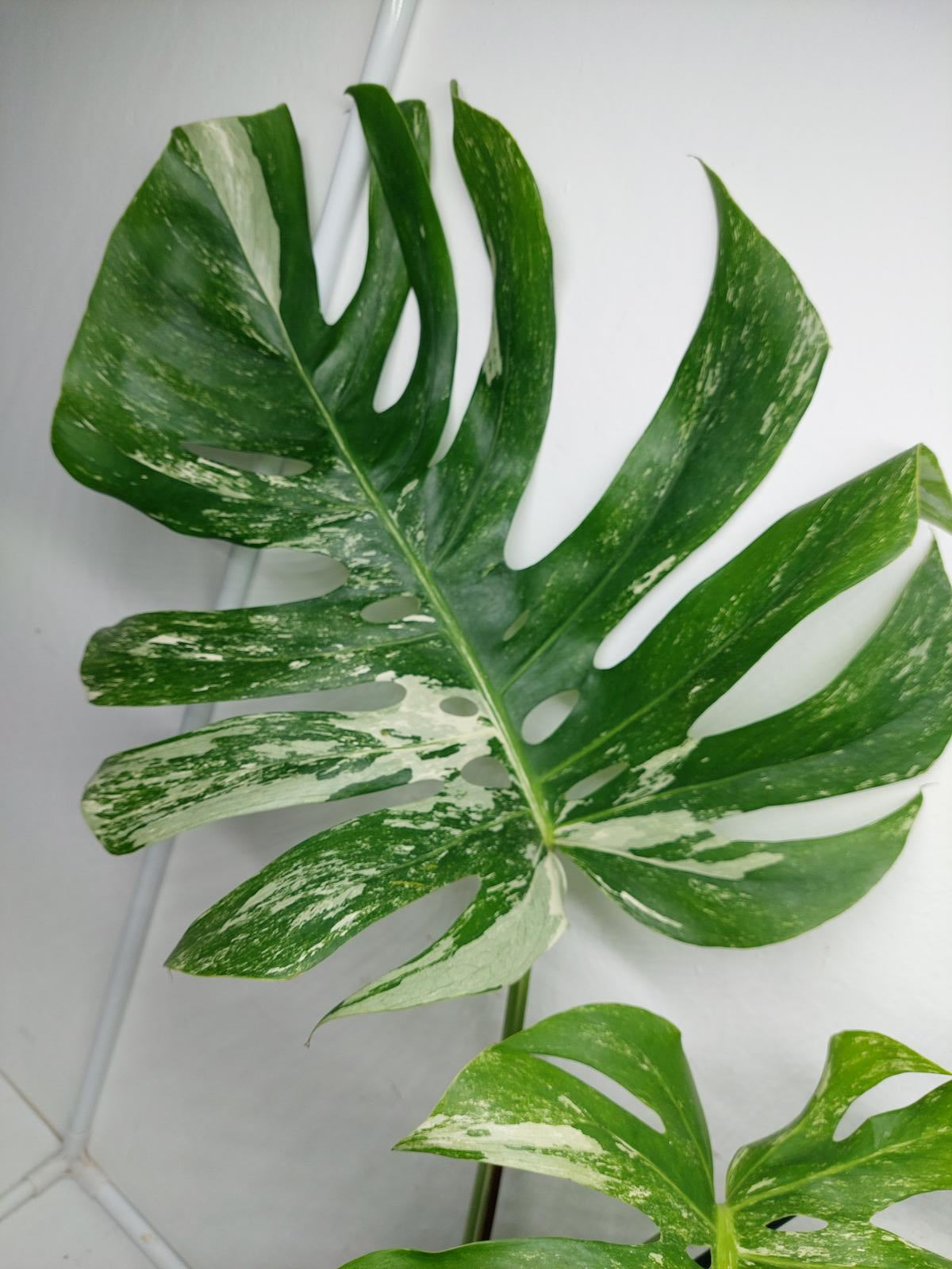 Monstera Variegata Adult