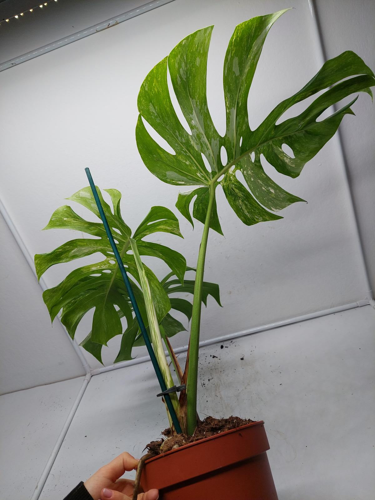 Monstera Variegata Adult