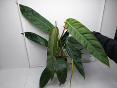 Philodendron Patriciae