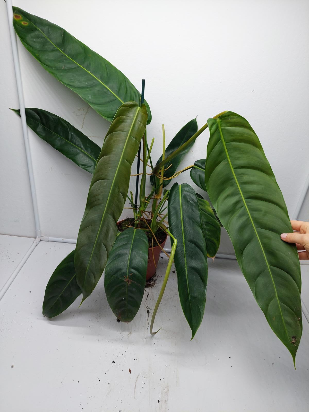 Philodendron Patriciae