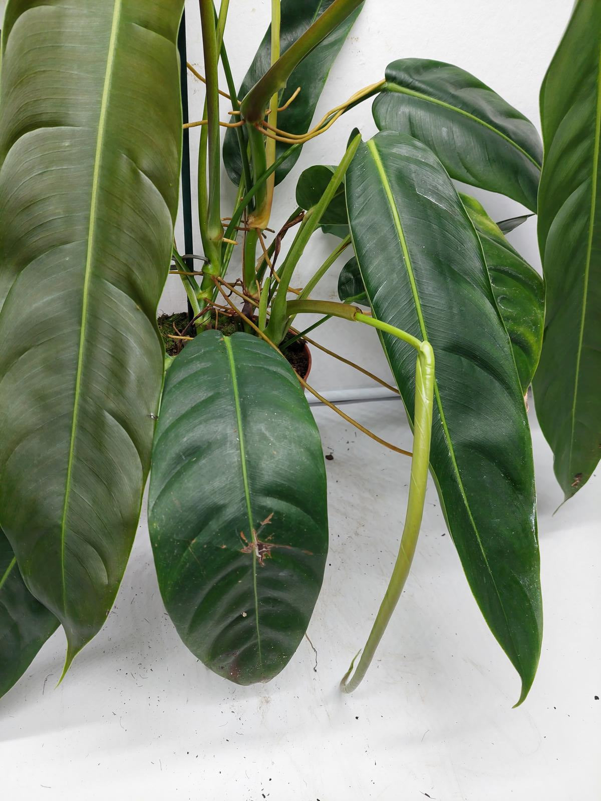 Philodendron Patriciae