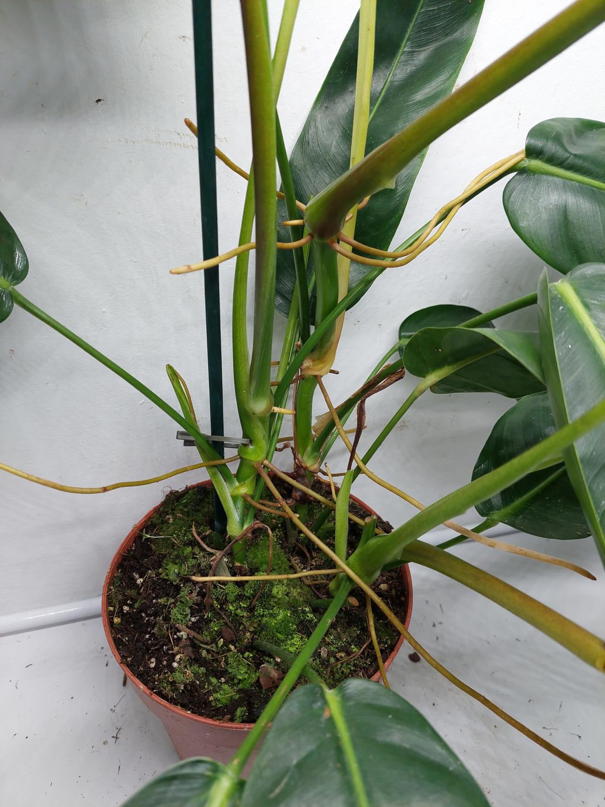 Philodendron Patriciae