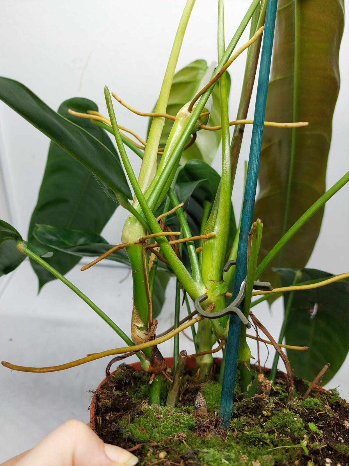 Philodendron Patriciae