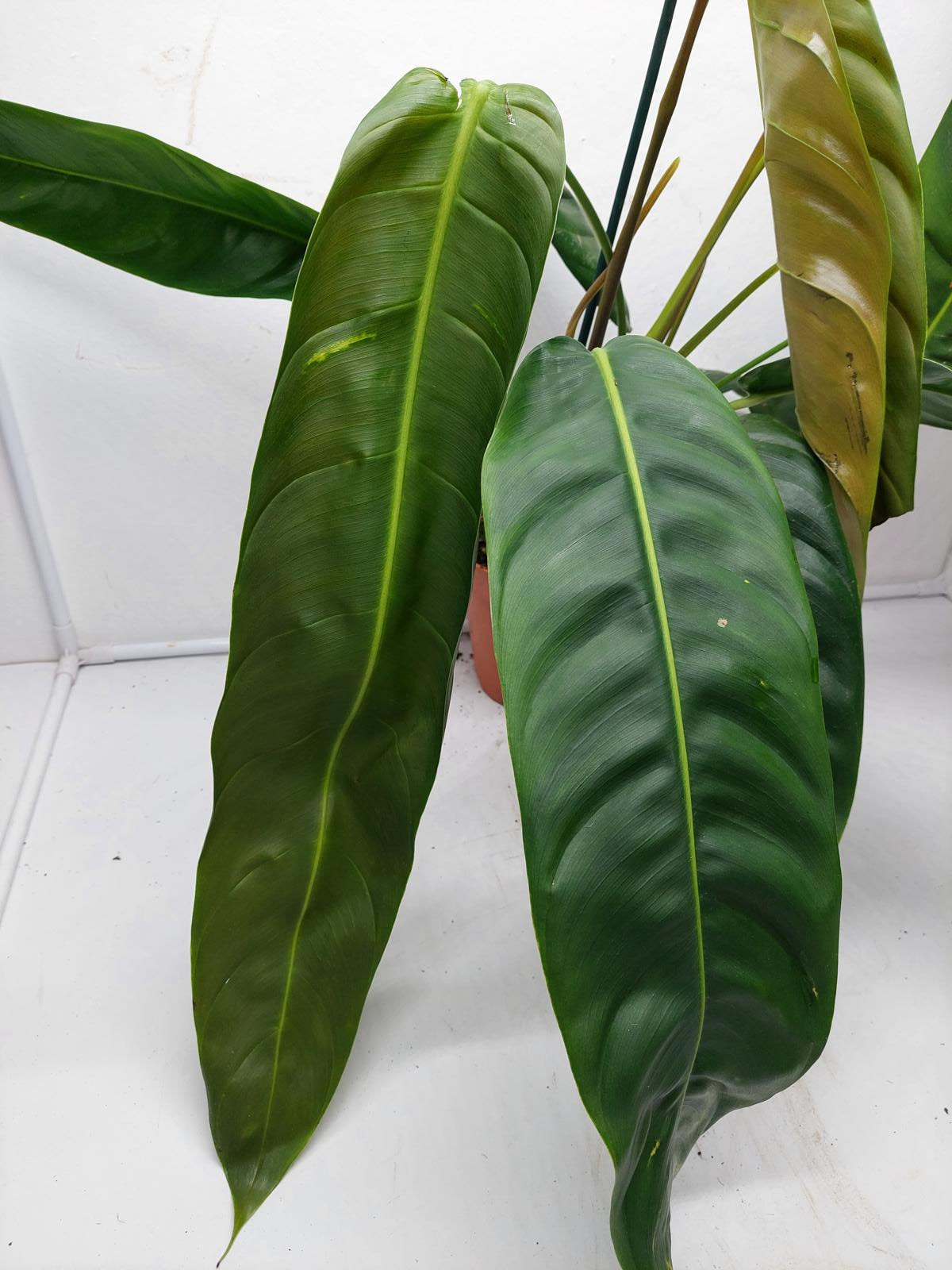 Philodendron Patriciae