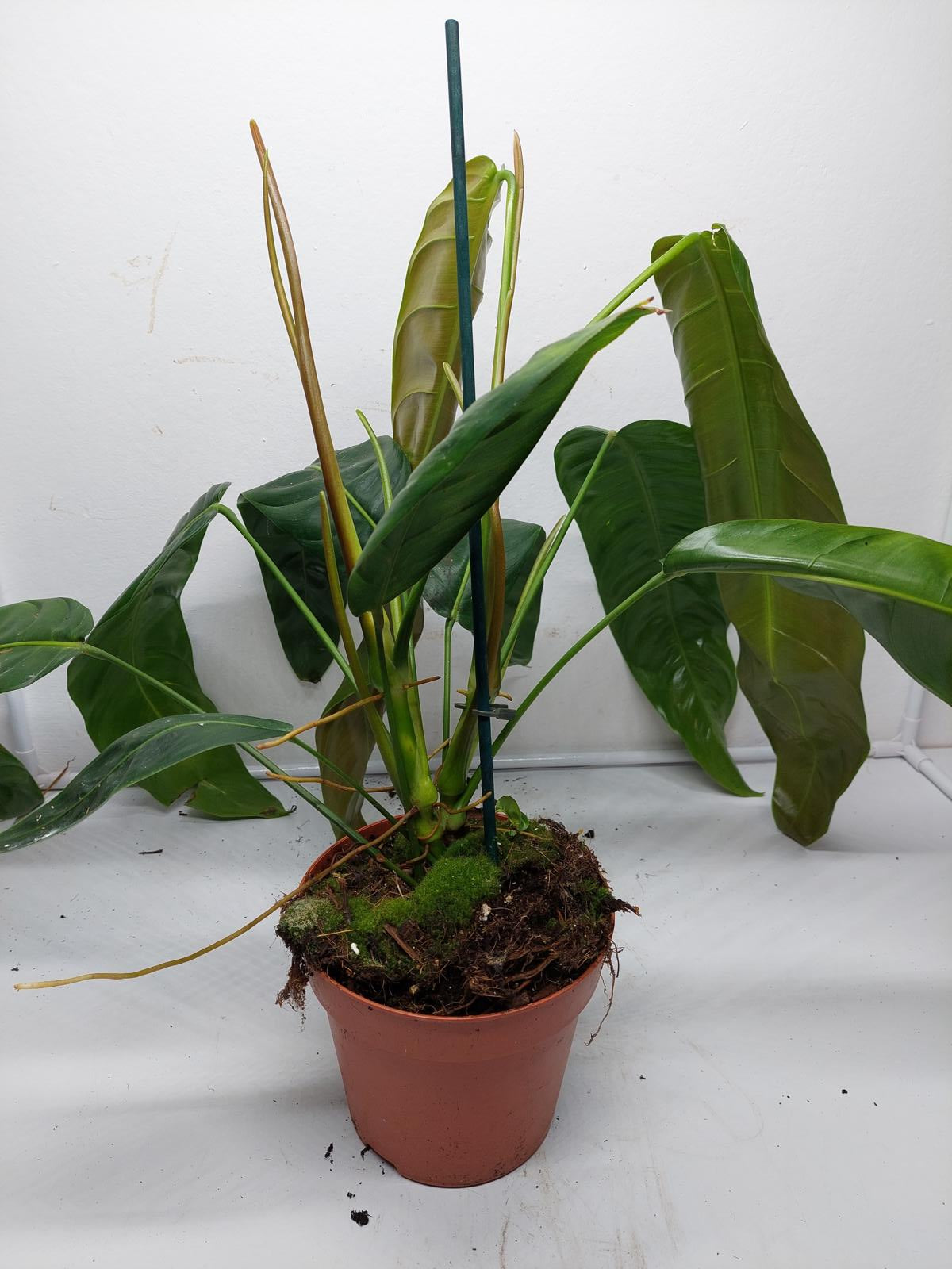 Philodendron Patriciae