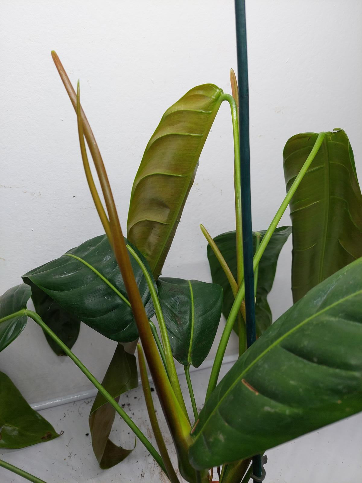 Philodendron Patriciae